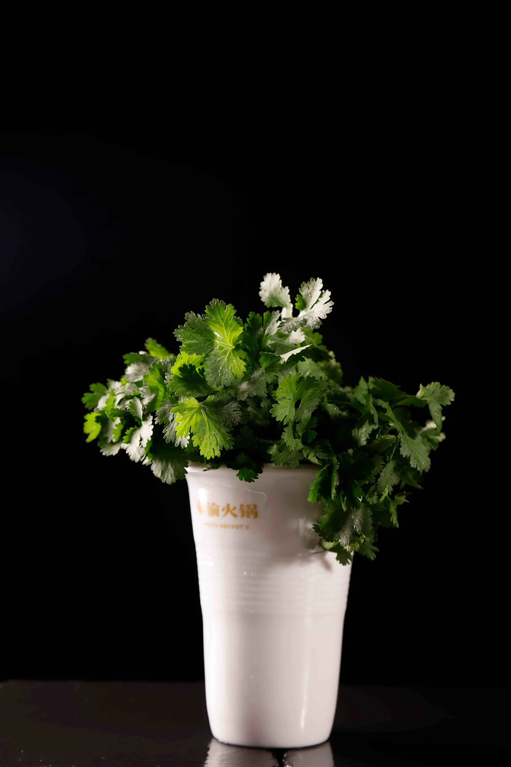 香菜coriander16AED-min-转换自-JPG